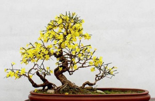 迎春花如何修剪