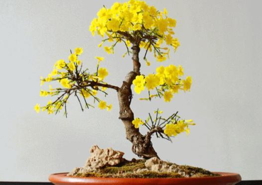 迎春花如何修剪