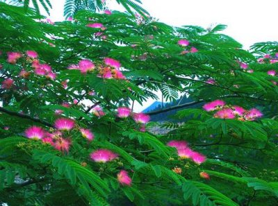 合欢花开花季节是几月 观赏合欢花花期简介