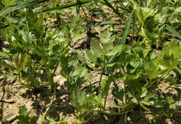 芹菜几月份播种最好