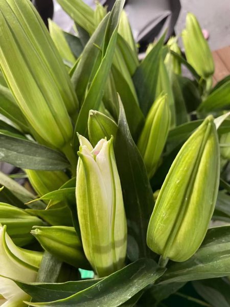 百合种子怎样种植育苗