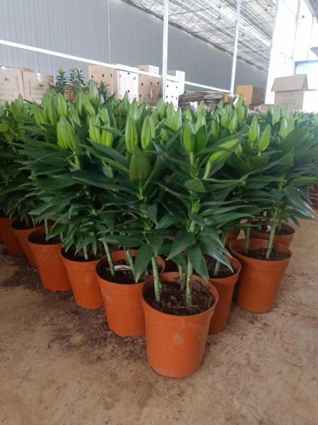 百合种子怎样种植育苗