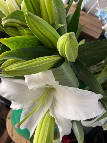 百合种子怎样种植育苗