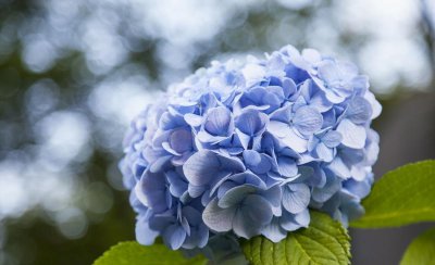 八仙绣球花如何养 绣球花养护注意事项