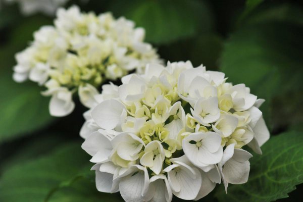 八仙绣球花如何养