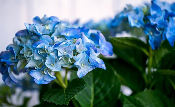 八仙绣球花如何养