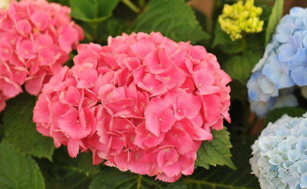 八仙绣球花如何养