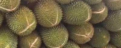 榴莲籽怎么种才能发芽 种榴莲核的正确方法分享