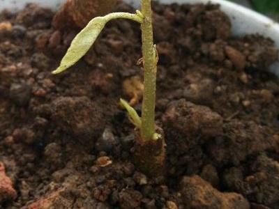 榴莲籽怎么种才能发芽