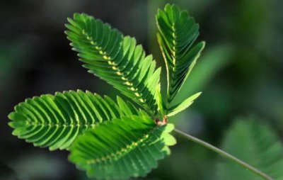 含羞草怎么养比较好 含羞草的养护技巧