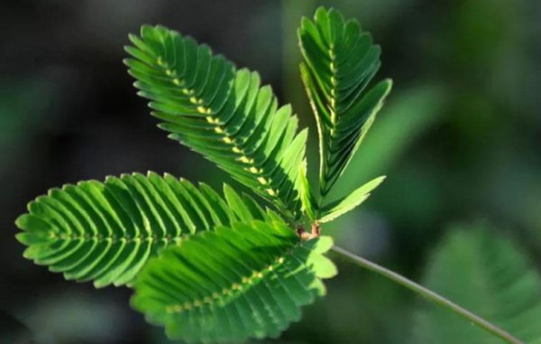 含羞草怎么养比较好