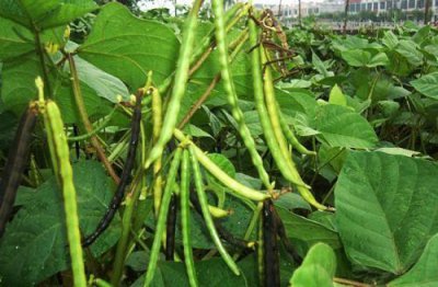 怎么种绿豆芽才正确 绿豆高产栽培技术