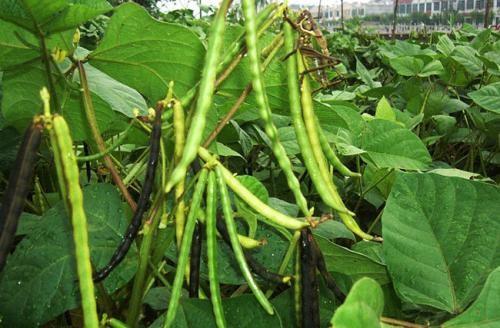 怎么种绿豆芽才正确