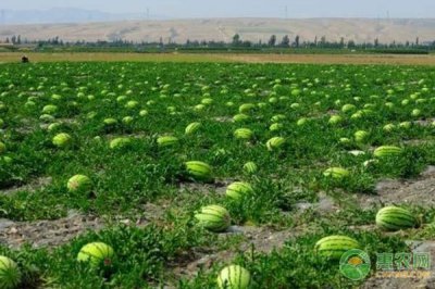 西瓜怎样种植才能高产 种植西瓜的方法步骤