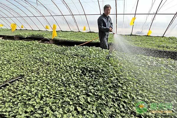 西瓜怎样种植才能高产