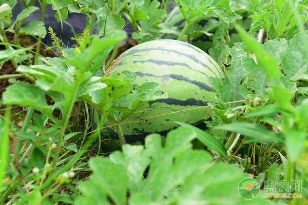 西瓜怎样种植才能高产