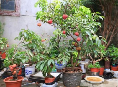 荔枝怎么种植才会活 荔枝树的种植与养护