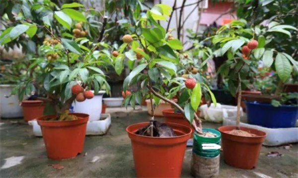 荔枝怎么种植才会活