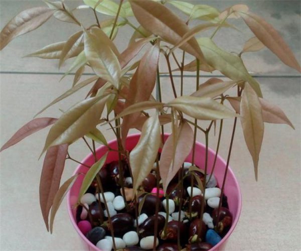 荔枝怎么种植才会活