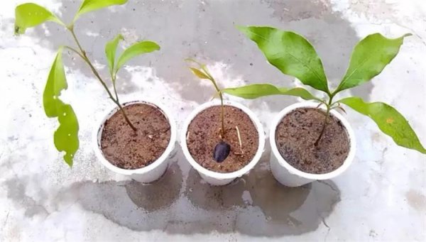 荔枝怎么种植才会活