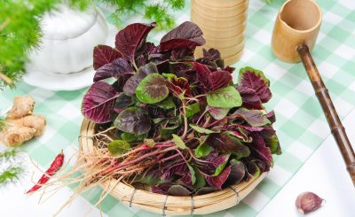 五月份适合种什么蔬菜 适合夏季种植的蔬菜推荐