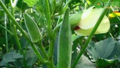 秋葵种子怎么催芽与种植 秋葵的种植方法和季节