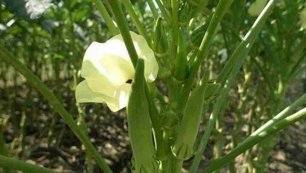 秋葵种子怎么催芽与种植