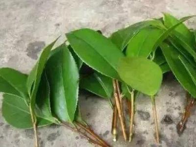 橡皮树几月份扦插成活率高