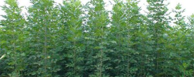 白蜡树种子怎么种植 白蜡种植方法及养护