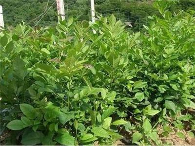 白蜡树种子怎么种植