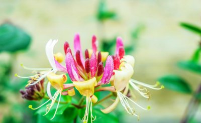 金银花花期是什么时候 关于金银花开花的时间