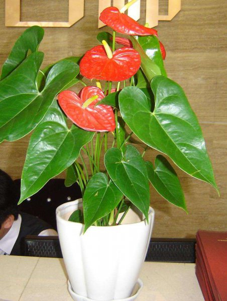怎样养红掌开花多长得快