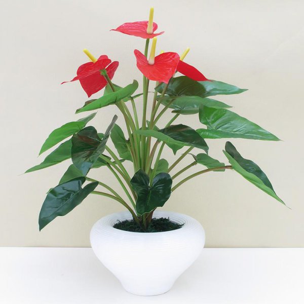 怎样养红掌开花多长得快