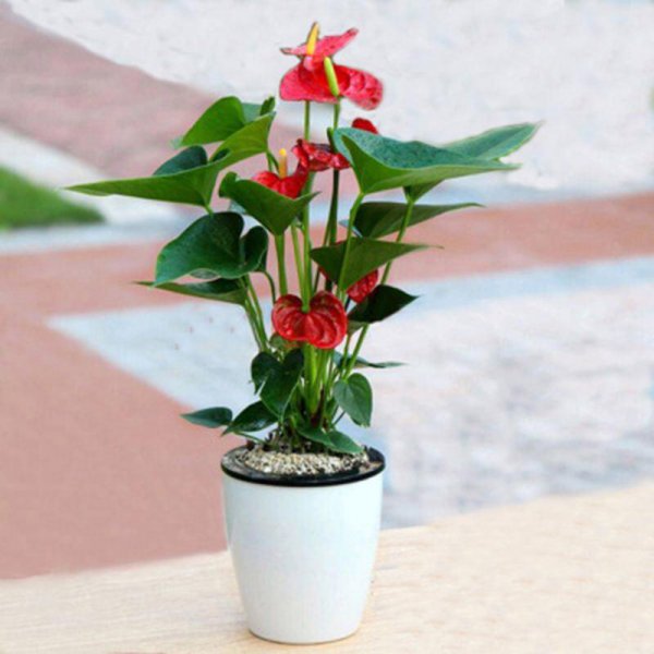 怎样养红掌开花多长得快