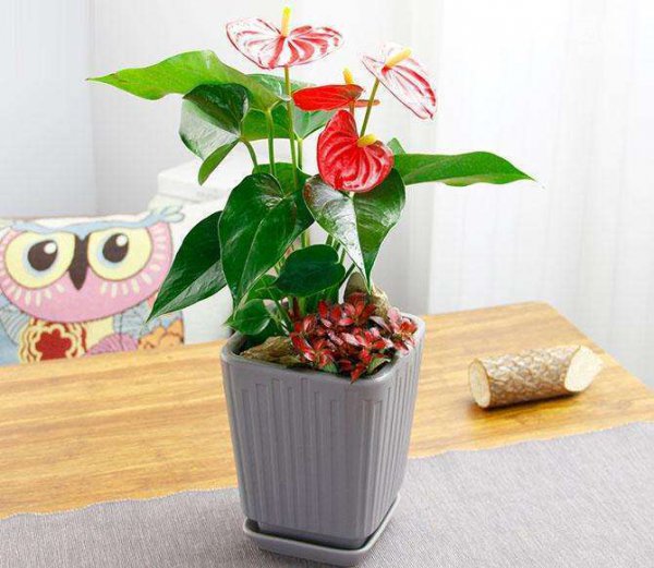 怎样养红掌开花多长得快