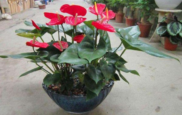 怎样养红掌开花多长得快