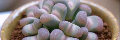 生石花怎么养殖 生石花的生长环境和特点