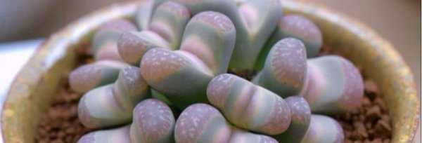 生石花怎么养殖