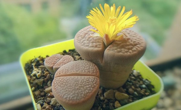 生石花怎么养殖