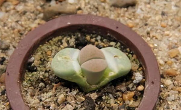 生石花怎么养殖