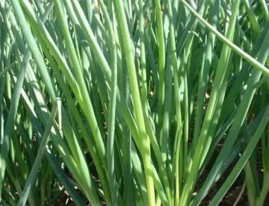 大葱怎样种植才高产 大葱种植高产小妙招