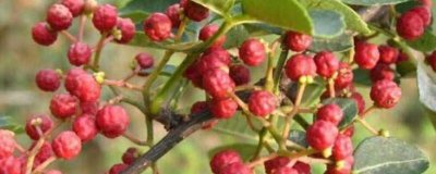 花椒籽怎么种发芽最快 教你正确种植花椒