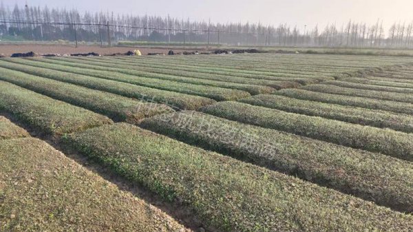 怎样种葱籽出苗快