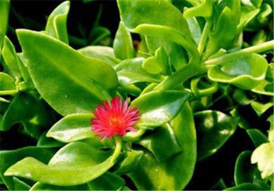 穿心莲怎么养才能爆盆 穿心莲的种植方法和养护