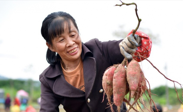 地瓜怎么种植才能高产