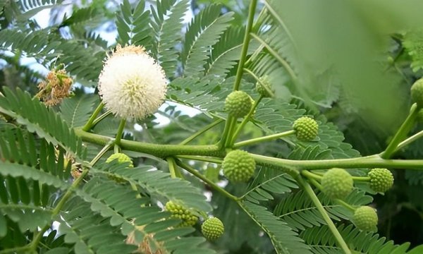 合欢种子怎么种植