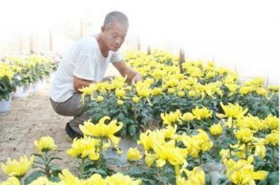 菊花几月份修剪最佳 菊花的修剪方法图解