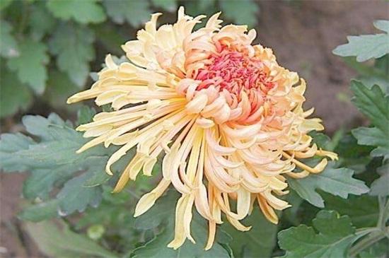 菊花几月份修剪最佳