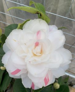 五色赤丹茶花怎么养 五色赤丹茶花的养殖方法和养护