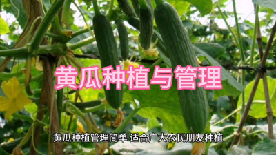 黄瓜怎么种植才能出苗 黄瓜种植技术要点